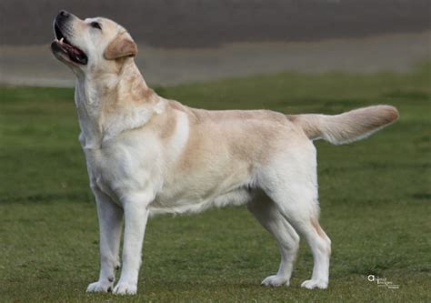 Burberry Labradors.